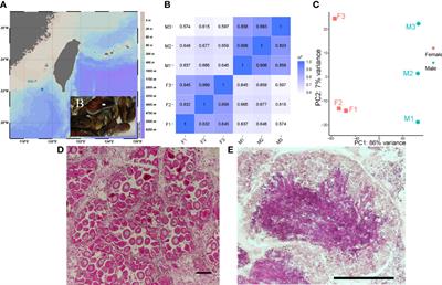 Gonad Transcriptome and Whole-Genome DNA Methylation Analyses Reveal Potential Sex Determination/Differentiation Mechanisms of the Deep-Sea Mussel Gigantidas platifrons